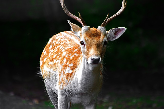 deer-1705102_640