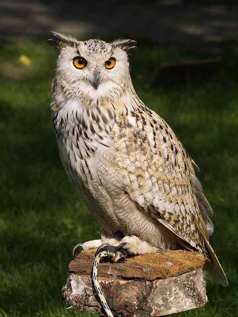 eagle-owl-377192_640