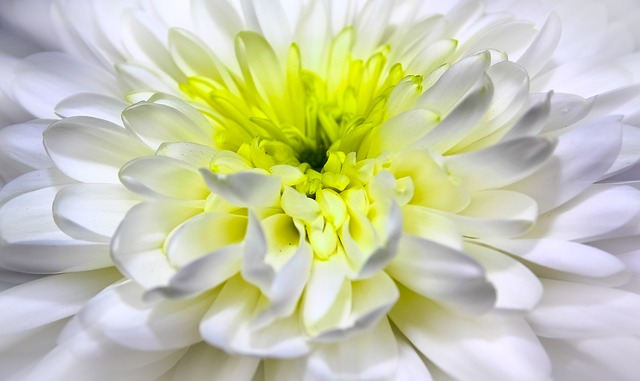chrysanthemum-1010114_640